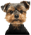 foto_dog2-farver.png